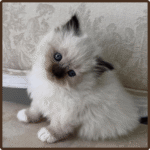 Chloe female ragdoll kitten USA with fluffy coat and blue eyes at 10 weeks old
