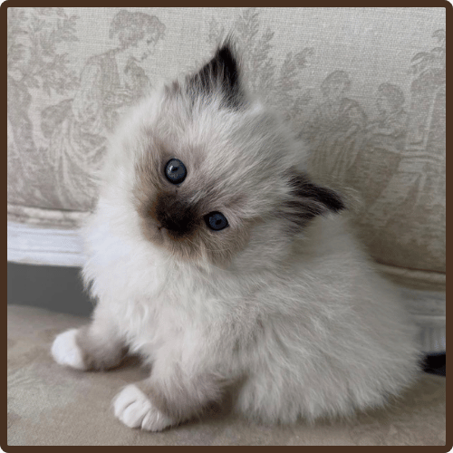 Chloe female ragdoll kitten USA with fluffy coat and blue eyes at 10 weeks old