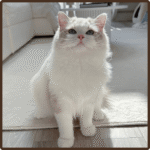 Cruz male ragdoll kitten USA with fluffy coat and blue eyes at 10 weeks old