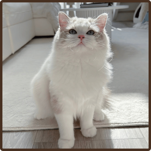 Cruz male ragdoll kitten USA with fluffy coat and blue eyes at 10 weeks old