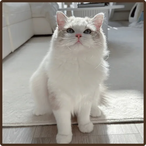 Cruz male ragdoll kitten USA with fluffy coat and blue eyes at 10 weeks old