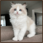 Eric male ragdoll kitten for sale in USA at 10 weeks old with fluffy coat and bright blue eyes