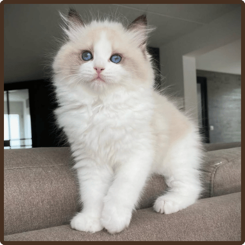 Eric male ragdoll kitten for sale in USA at 10 weeks old with fluffy coat and bright blue eyes