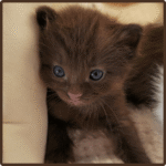 Frank available male Ragdoll kitten in USA at 10 weeks old with fluffy coat and bright blue eyes