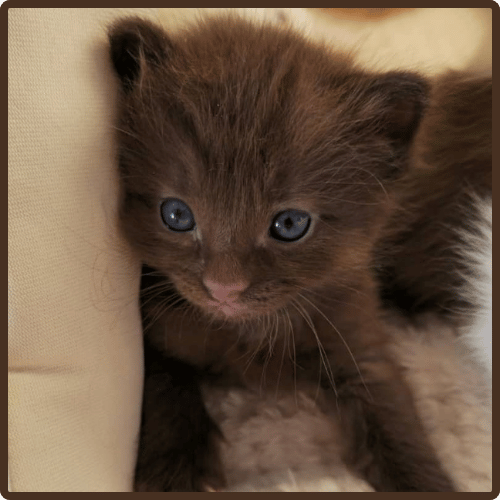 Frank available male Ragdoll kitten in USA at 10 weeks old with fluffy coat and bright blue eyes