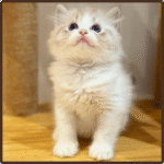 Lexi available female ragdoll kitten in USA at 10 weeks old with fluffy coat and blue eyes