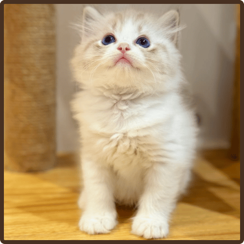 Lexi available female ragdoll kitten in USA at 10 weeks old with fluffy coat and blue eyes