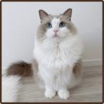 Mr Jackson 10 week old male ragdoll kitten for sale in USA with fluffy coat and blue eyes