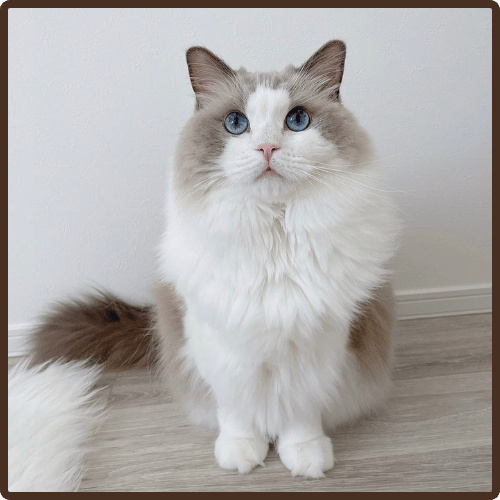 Mr Jackson 10 week old male ragdoll kitten for sale in USA with fluffy coat and blue eyes