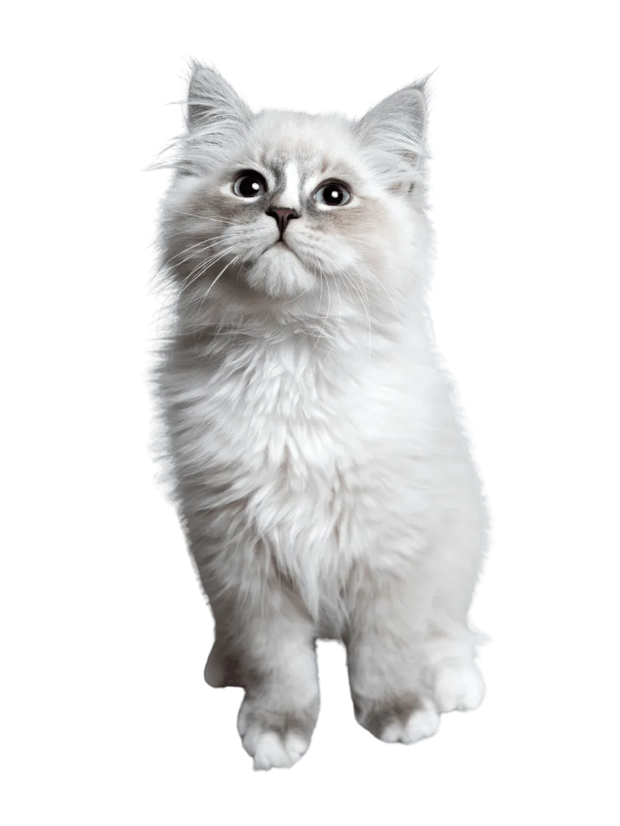 Ragdoll Kittens USA