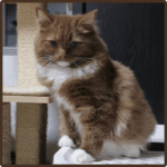 Rosie female ragdoll kitten USA with fluffy coat and blue eyes at 10 weeks old