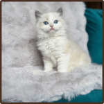 Zoe female ragdoll kitten for sale USA with fluffy coat and blue eyes at 10 weeks old