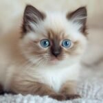 Blue Eyed Ragdoll Kittens