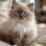 Fluffy Ragdoll Kittens