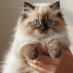 Ragdoll Breeders Near Me