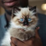 Buy Ragdoll Kittens