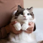 are ragdoll cats good for first time owners