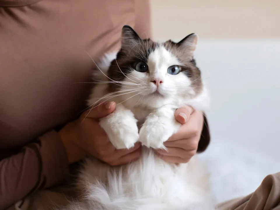 are ragdoll cats good for first time owners